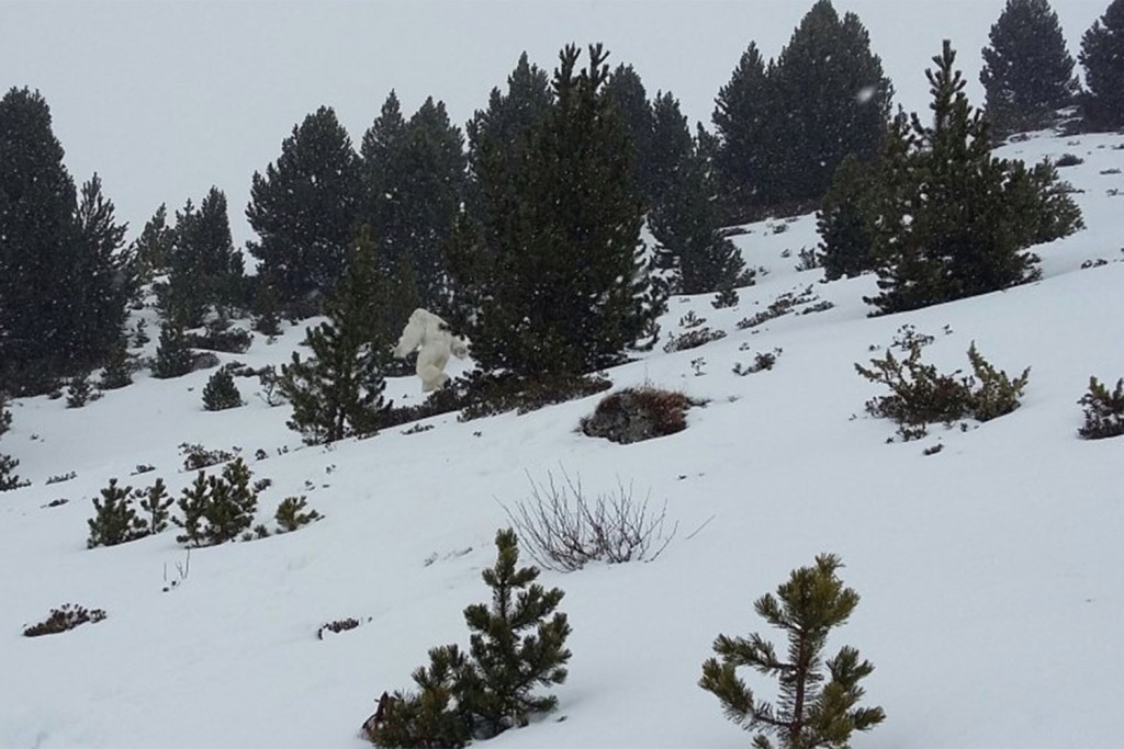 El yeti